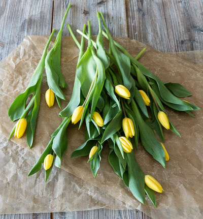 12 gule tulipaner